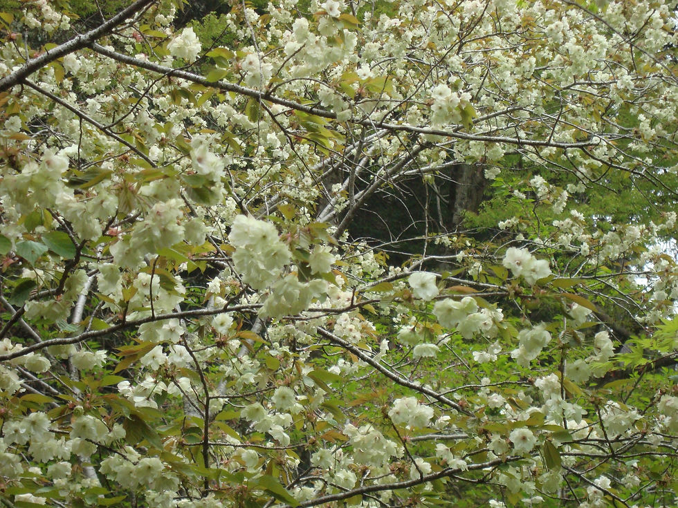 枝いっぱいに黄緑色の花を付けた、御衣黄(ぎょいこう)の桜