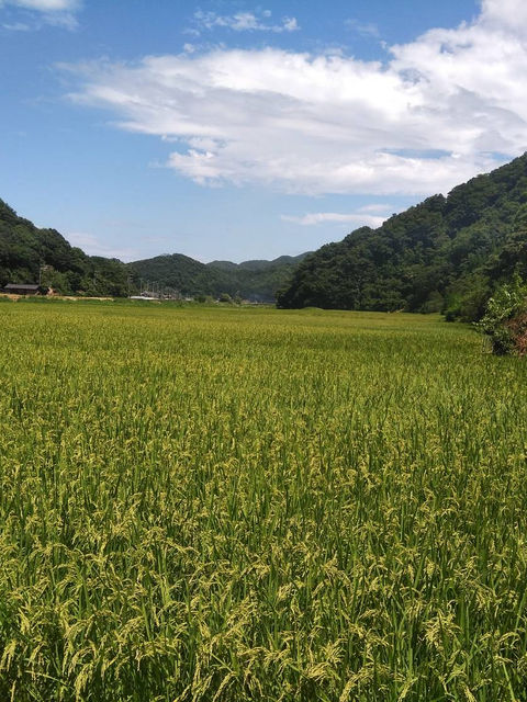 黄金色に実った田んぼと山々、夏の青空