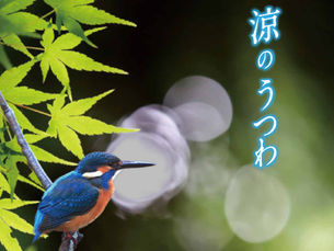 2015年05月14日 「涼のうつわ」のパンフレットをアップしました。