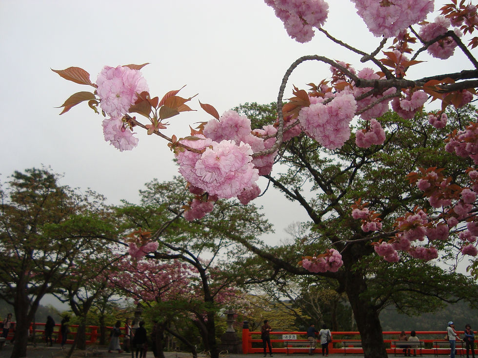 鞍馬寺の境内に咲く八重桜と、奥に続く朱の欄干