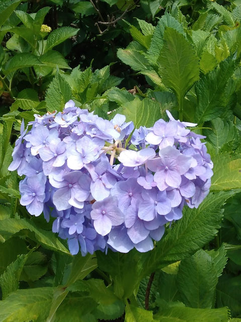 ハートの形をした紫色の紫陽花