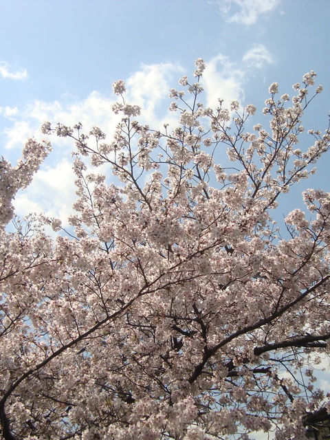 青空を背景に満開の桜の枝