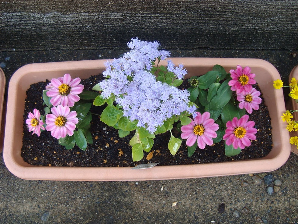 ピンクのジニアと薄紫のアゲラタムを植えたプランター