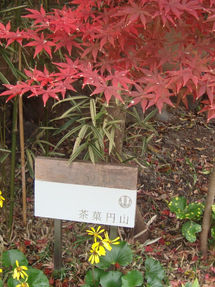 茶菓円山