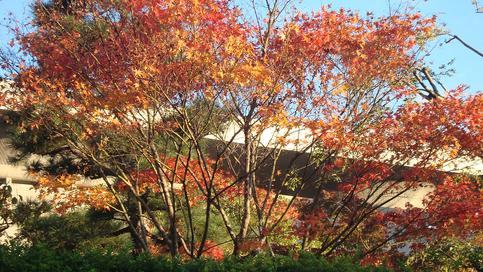 青空の下、赤や黄色に色づいた紅葉の木々