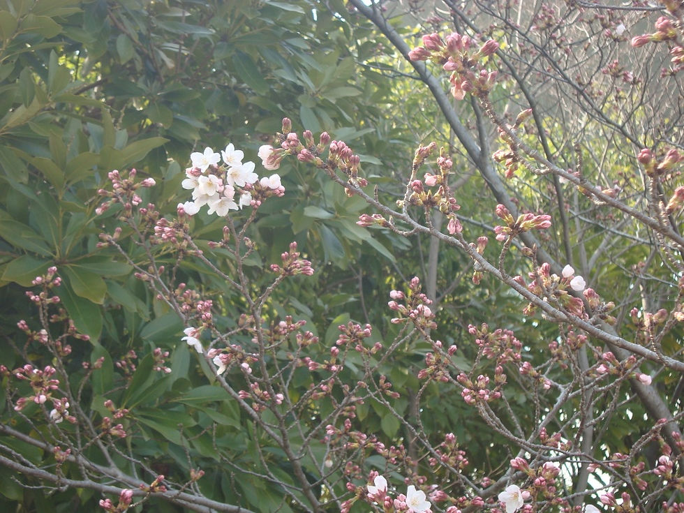 蕾と白い花がほころび始めた枝