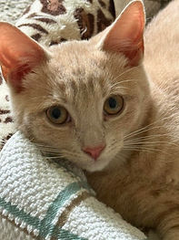 Tater Tot1.jpg