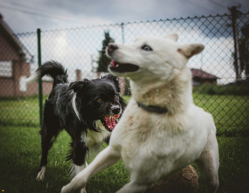 Effective Methods for Managing Dog Reactivity: Aggression, Barking, Biting, and Attacks.