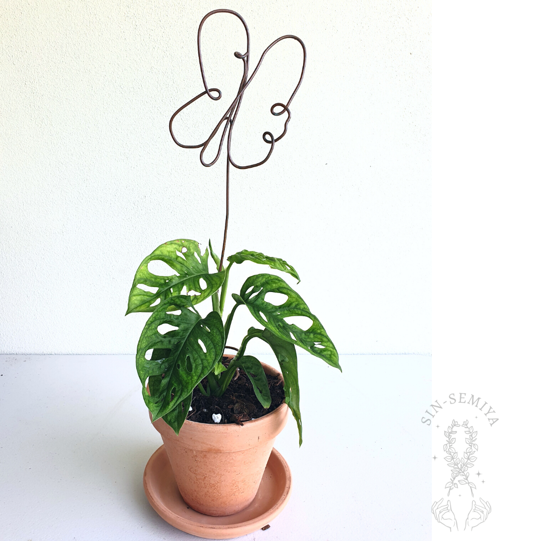 Terracotta Planter + Monstera Monkey Mask + Butterfly copper Trellis