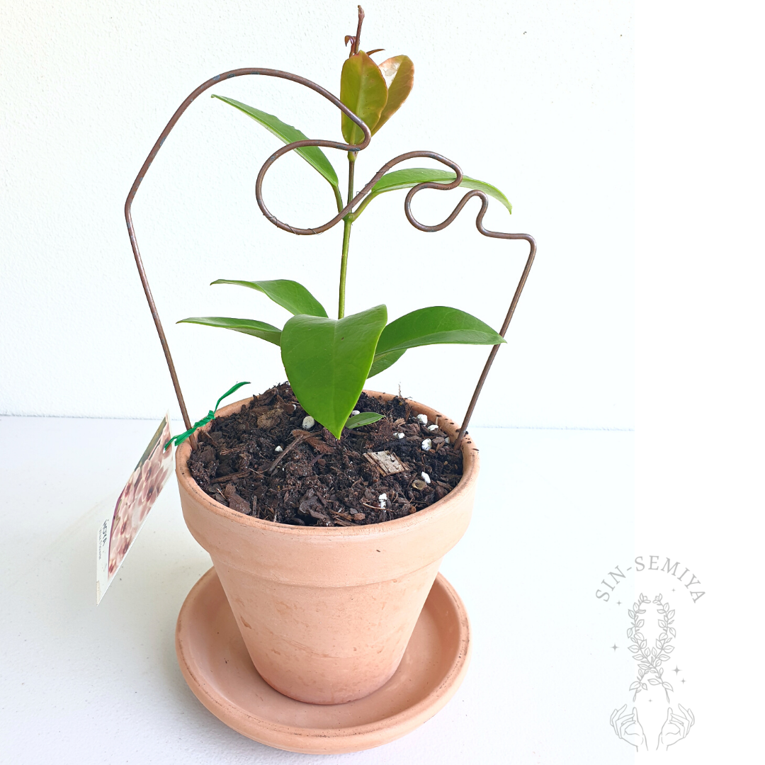 Terracotta Planter + Hoya Carnosa + Wave copper Trellis