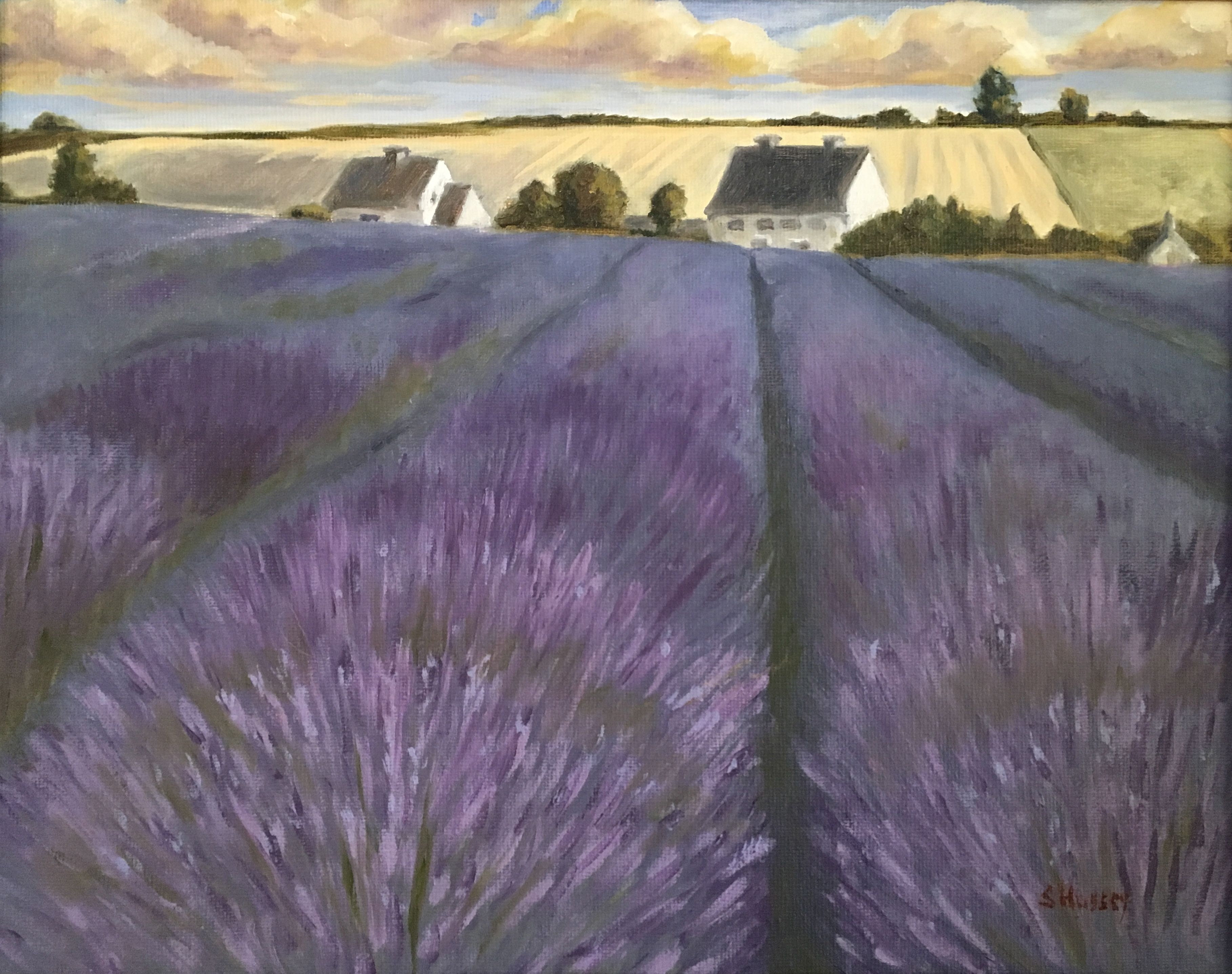 Lavender Fields