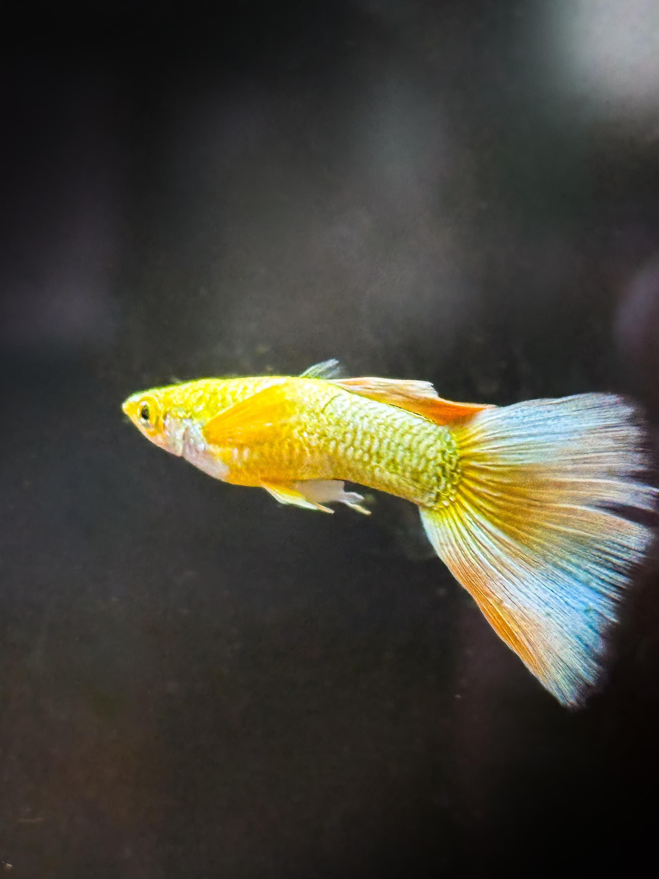24k Gold Fancy Guppy