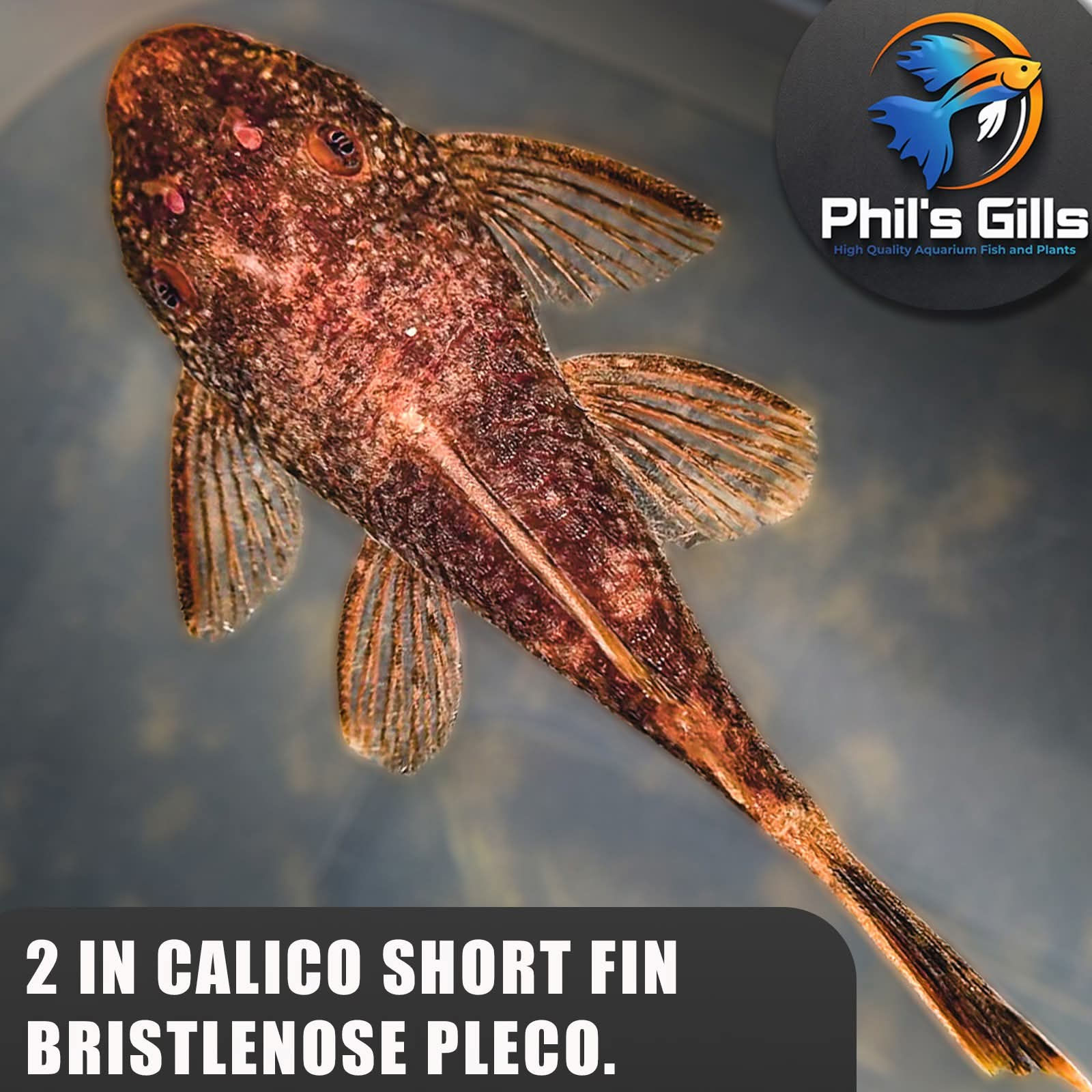 Calico Shortfin Bristlenose Pleco