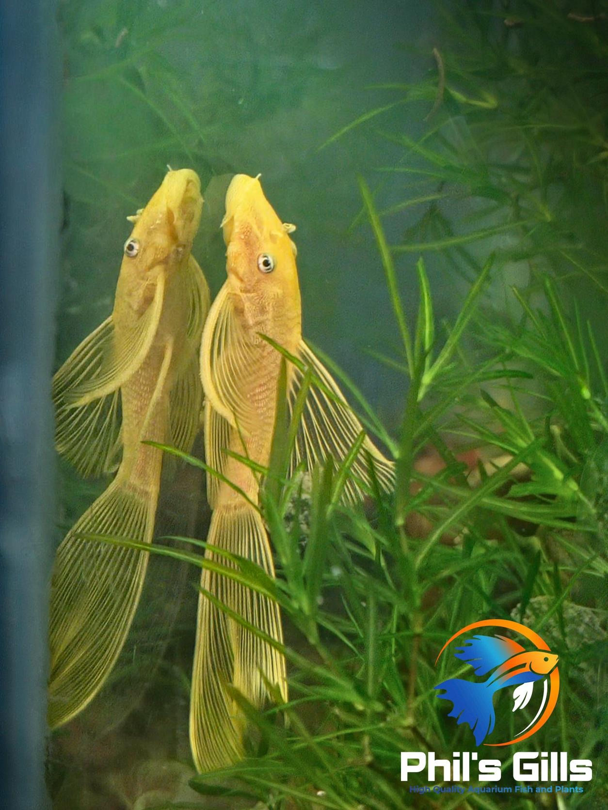 Lemon Blue-Eyed Bristlenose Longfin Pleco
