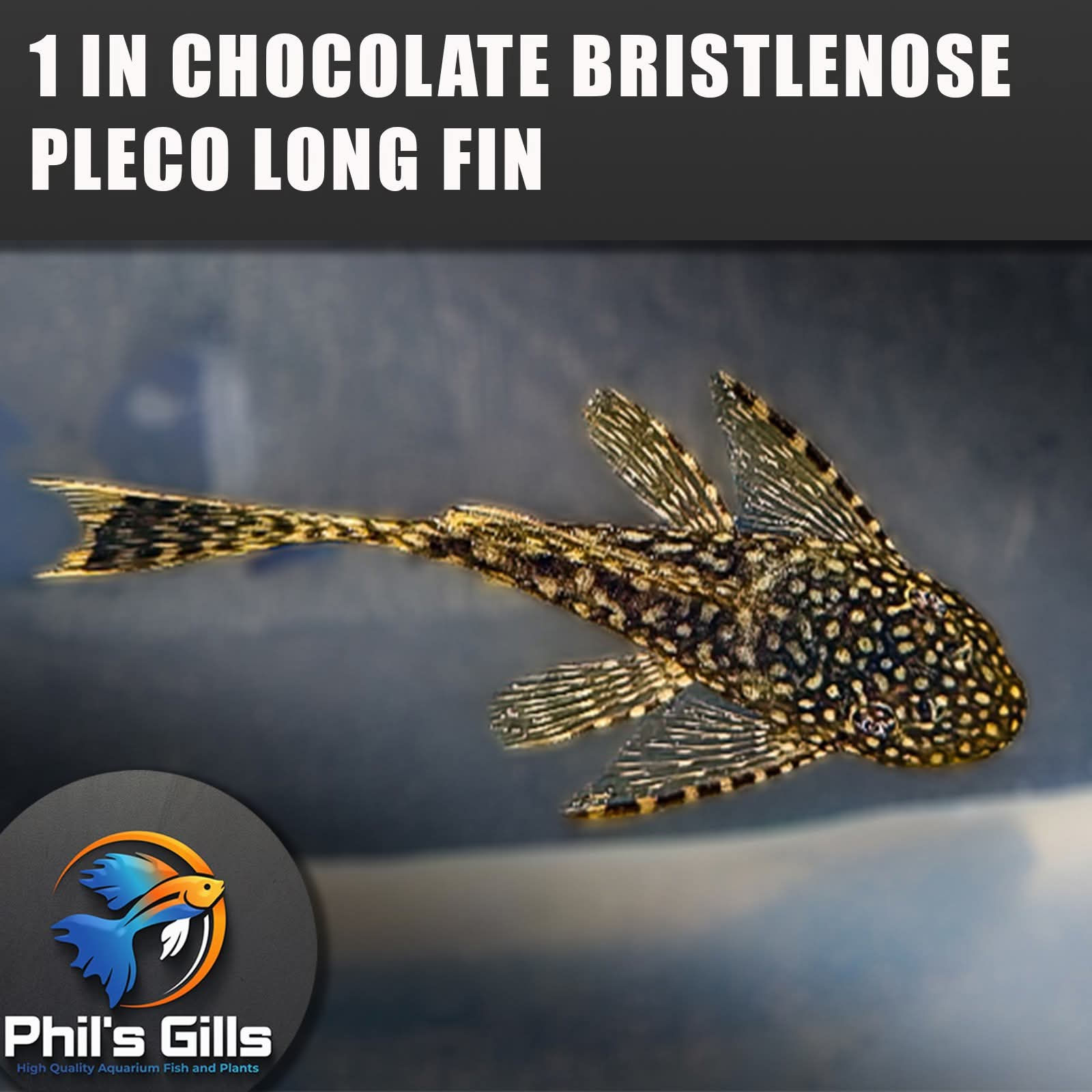 Chocolate Longfin Bristlenose Pleco