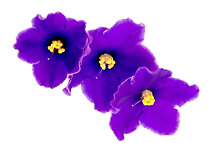 shutterstock_268267244_edited_edited_edited.png