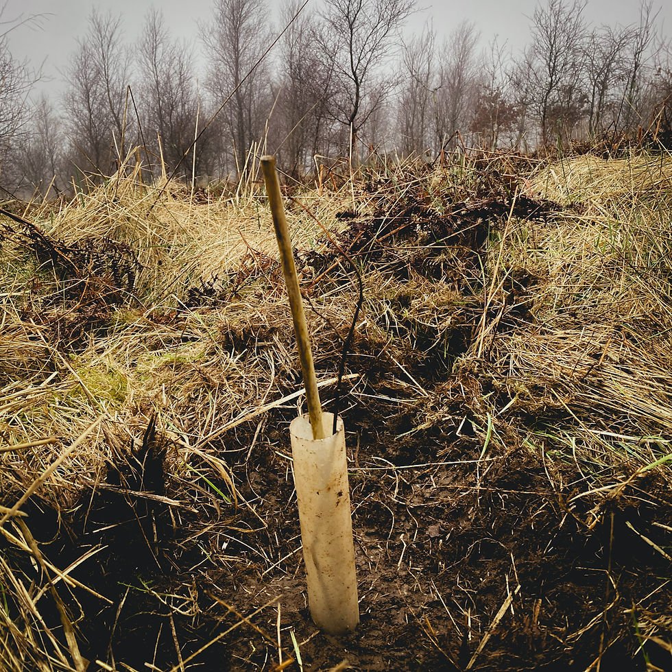 A new tree planted on a hillside