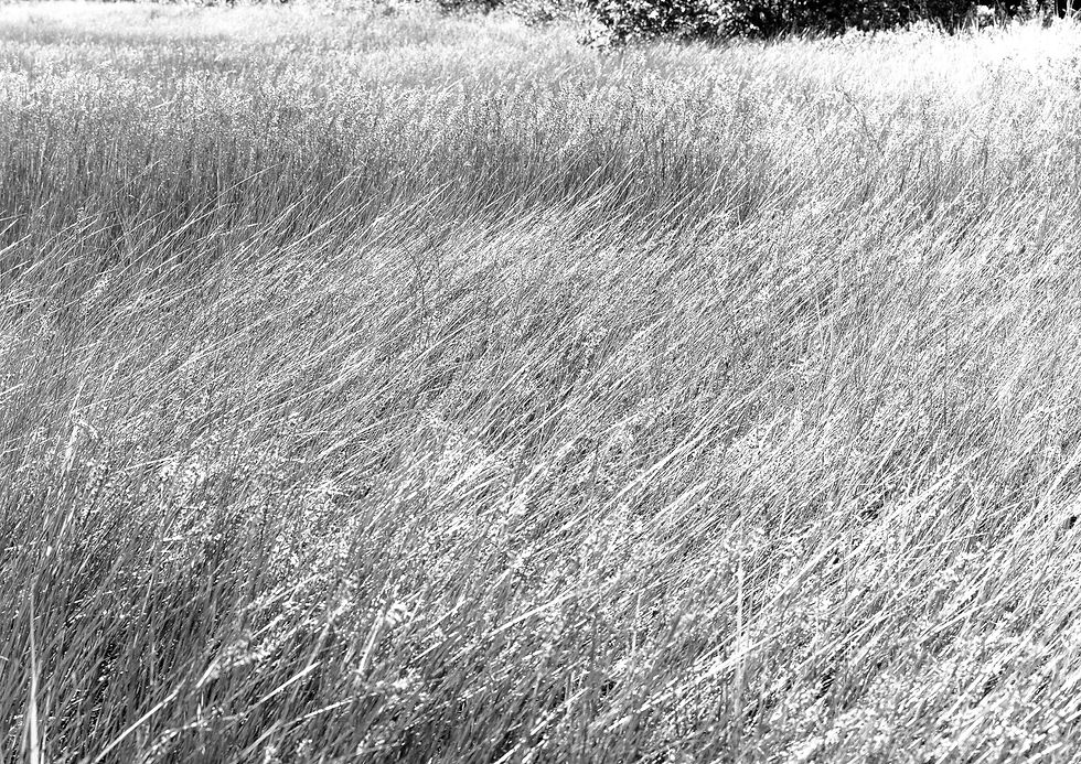 Mitchnick, Paul, Tall Grass, photograph