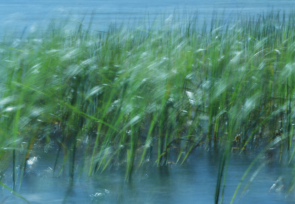 Mitchnick, Paul, Grasssss, photograph