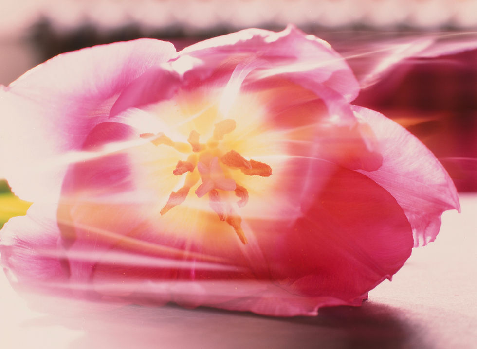 Mitchnick, Paul. "Pink."