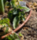 drip irrigation tubing watering garden plants