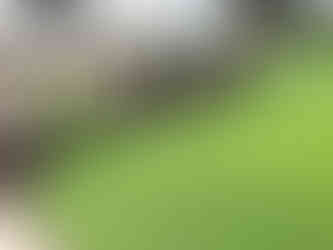 Curved mulch landscape bed with evergreen shrubs along a stone foundation wall.