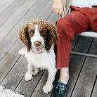 Dog Friendly Deck