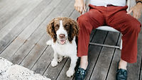 Chien de chasse