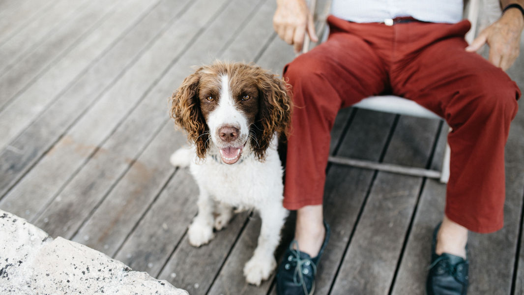 Hunting Dog