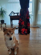 Shiba Inu neben rotem Blumenrock