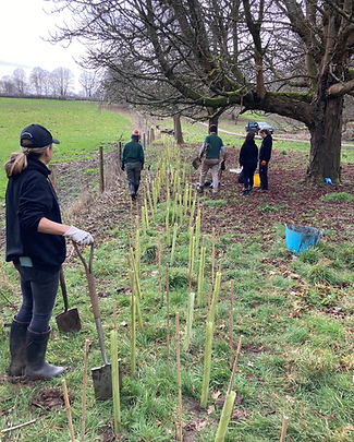 Tree planting (green my business package)