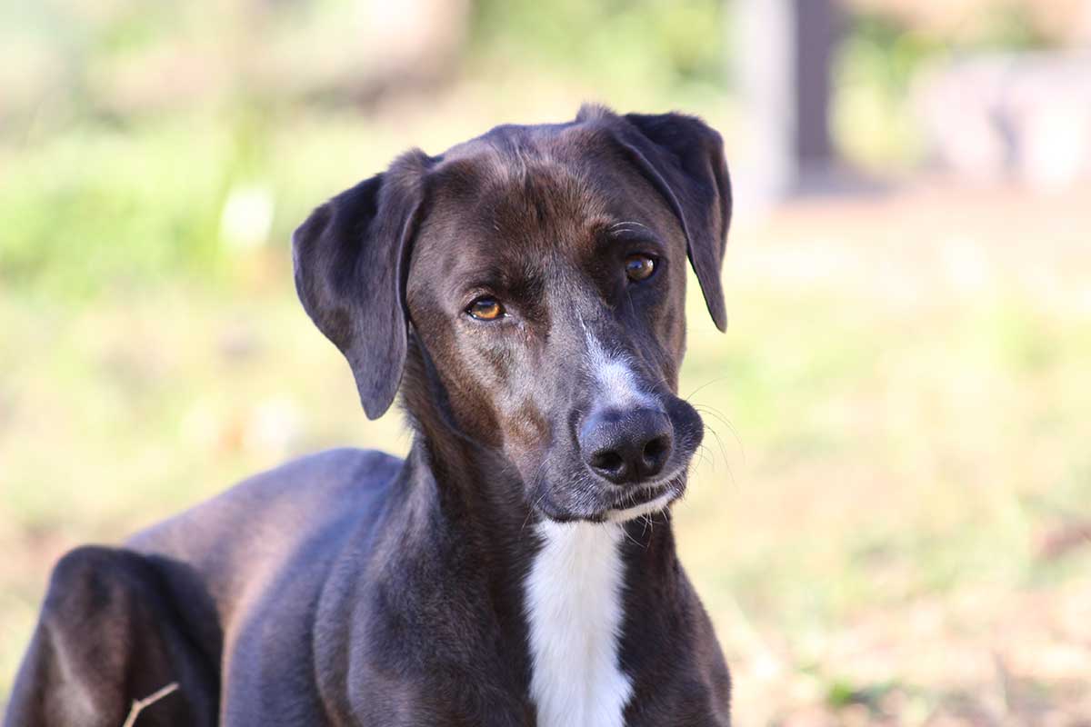 Adoption kennenlernen