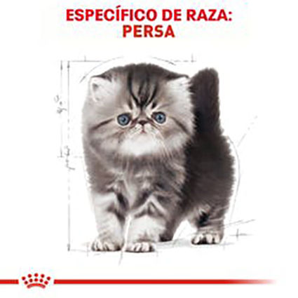 Miniatura: Persa Kitten