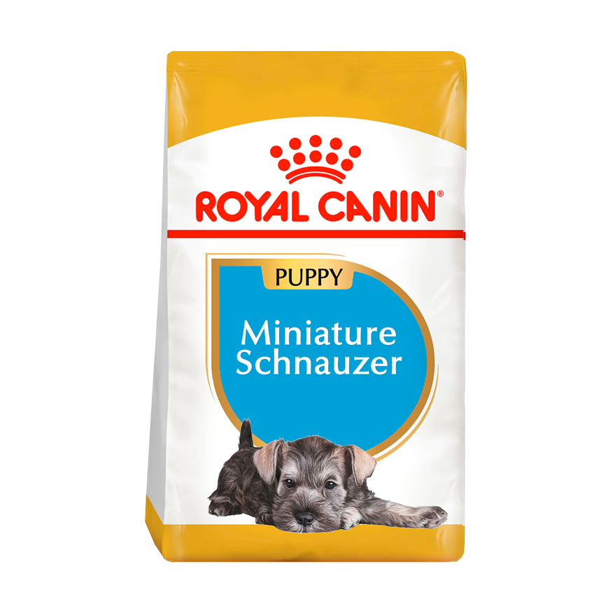 BHN Miniature Schnauzer Puppy