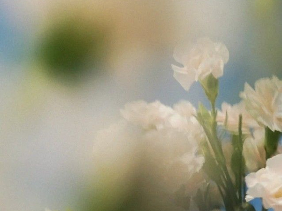 Soft-focus white flowers with green stems against a blue sky, creating a dreamy, gentle mood.