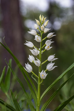 Cephalanthera longifolia