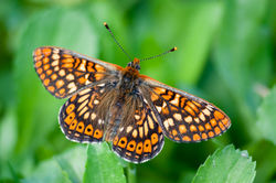 Euphydryas aurinia