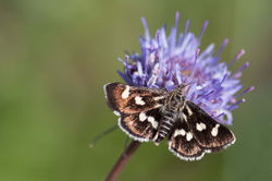 Eurrhypis pollinalis