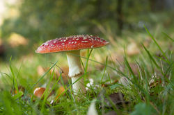 2014-10-18 Amanita Muscaria (3)