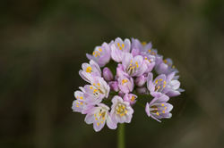 Allium roseum