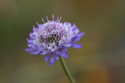 Scabiosa atropurpurea