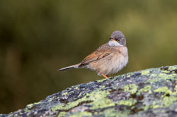 2016-05-14 Toutinegra Tomilheira SE (1)