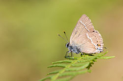 Satyrium spini