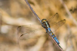 Orthetrum chrysostigma