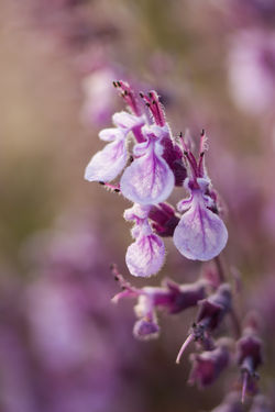 2014-08-28 Flores (Teucrium salviastrum) (2)