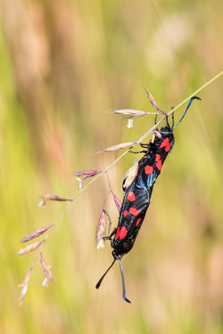 2016-06-25 Borboleta (Zygaena trifolii) SE (25)