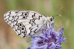 Melanargia russiae