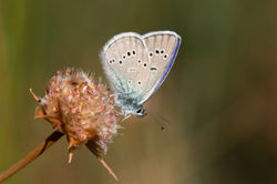 2016-07-23 Borboleta (Cyaniris semiargus) SE (4)