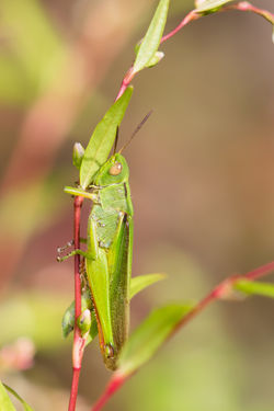 Gafanhoto (Paracinema tricolor)