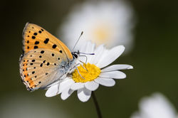 2015-05-17 Borboleta (Lycaena alciphron) (1)